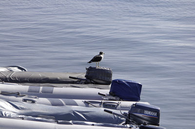 Bird perching on boat in lake