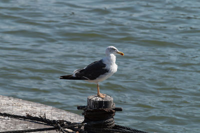 Seagull perching on mooring bollard by sea