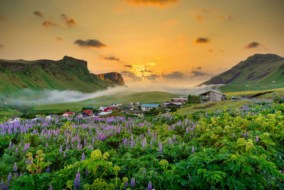 Scenic view of flowering plants and mountains against sky during sunset