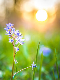 Close-up of insect on purple flowers
