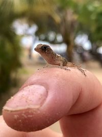 Close-up of hand holding small