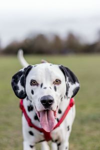 Portrait of dog on field