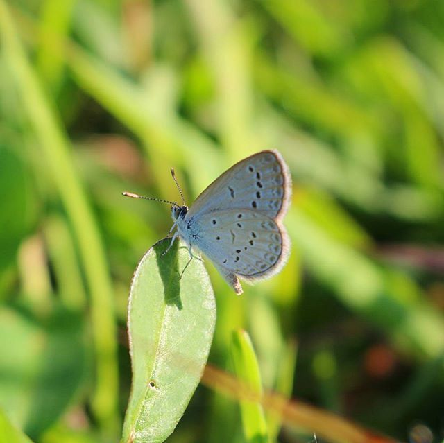 insect, one animal, animal themes, animals in the wild, wildlife, leaf, close-up, butterfly - insect, focus on foreground, butterfly, green color, plant, nature, fragility, beauty in nature, selective focus, animal wing, growth, invertebrate, day