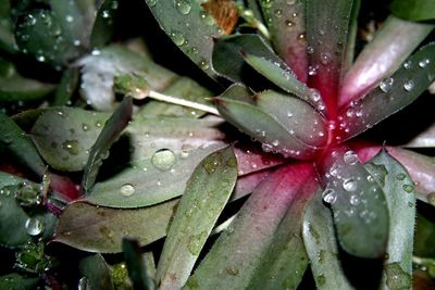 Close-up of water drops on leaves