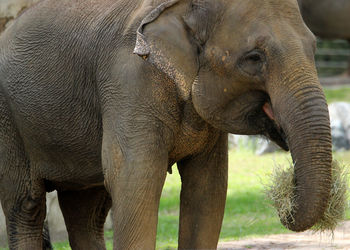 Close-up of elephant in zoo
