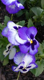 Close-up of purple flowers blooming outdoors