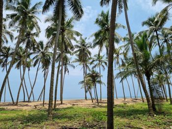 Palm trees on beach against rich blue sky