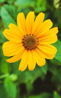 Close-up of yellow flower