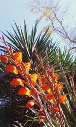 Low angle view of flowers