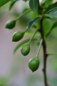 Close-up of fruit growing on tree