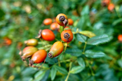 Close-up of fruits on tree