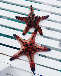 Starfish in sea