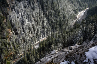 High angle view of trees during winter