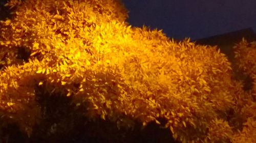 Close-up of yellow flowers at night