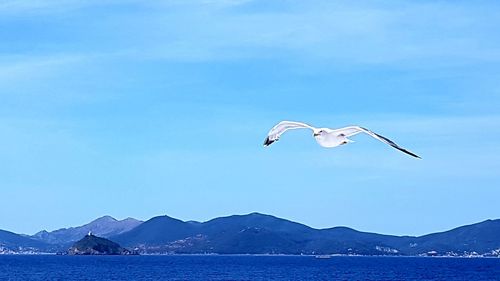 Seagulls flying over sea against sky