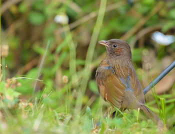 Close-up of a bird perching on a field