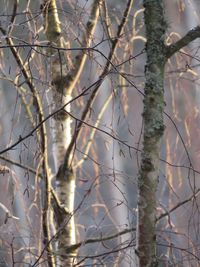 Close-up of bare tree