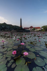 Pink lotus water lily in lake against sky