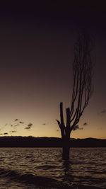 Silhouette plants by sea against sky during sunset