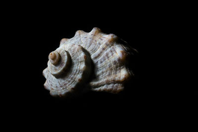 Close-up of a shell over black background