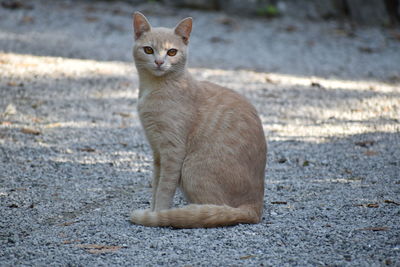 Portrait of cat sitting outdoors