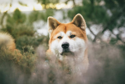 Close-up portrait of dog during winter