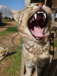 Close-up of cat yawning