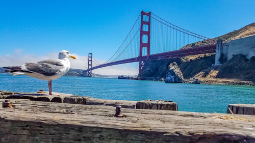 Seagull perching on suspension bridge over sea