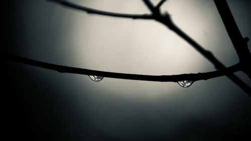 Close-up of water drops on twig