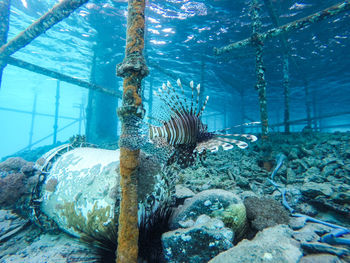 Close-up of turtle swimming in aquarium