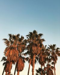 Low angle view of coconut palm trees against clear sky