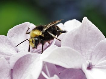 Close-up of bee on flower