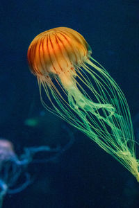 Jellyfish swimming in sea