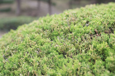 Close-up of grass growing on field