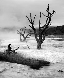 Bare trees on landscape