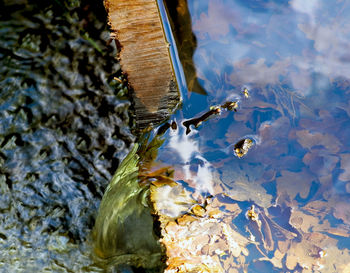 High angle view of duck swimming in lake