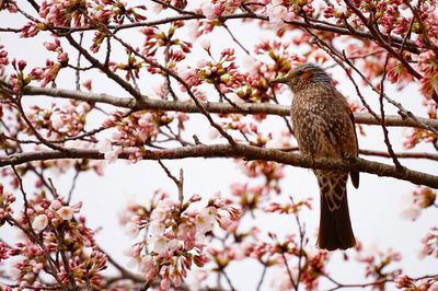 Low angle view of bird perching on tree