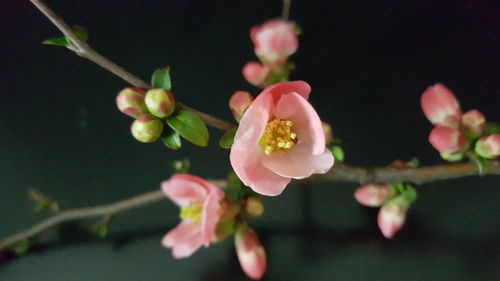 Close-up of pink flowers blooming indoors