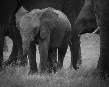 View of elephant