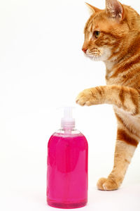 Close-up of a cat over white background