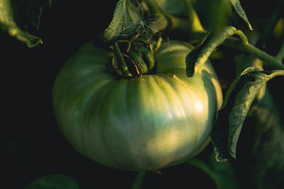 Close-up of fruit growing on plant against black background