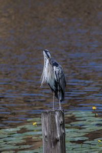 Bird perching on wooden post