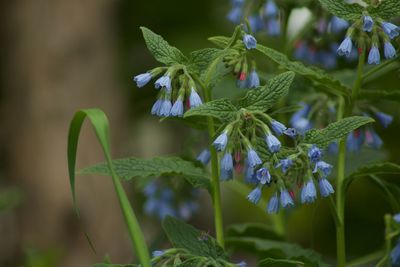 Close-up of purple flowering plant