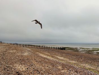 Seagulls flying over sea and beach