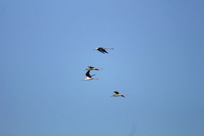 Low angle view of birds flying in the sky