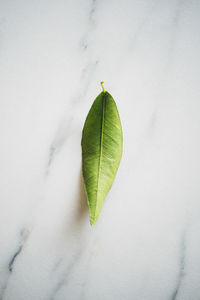 A single green leaf on a marble table