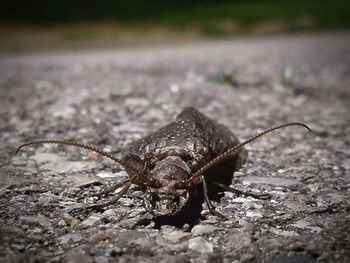 Close-up of lizard