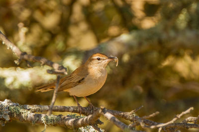 Close-up of bird perching on branch