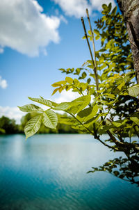 Close-up of plant against lake