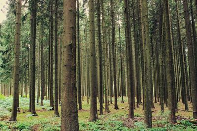 Trees in forest